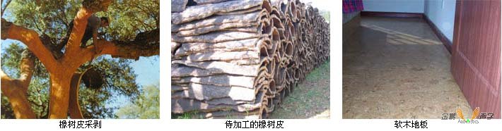 軟木來源與應用